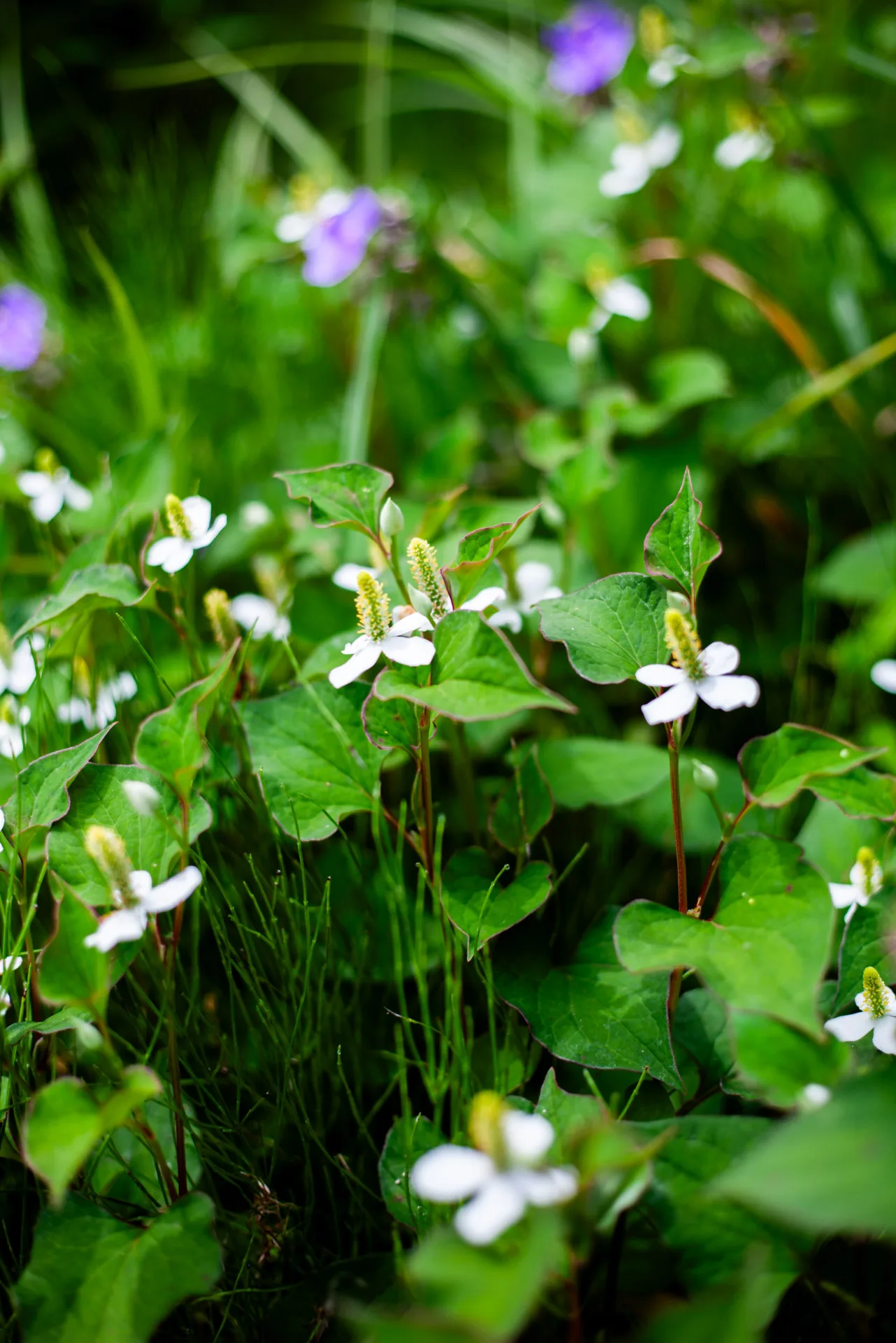 里山に咲く白い季節の草花
